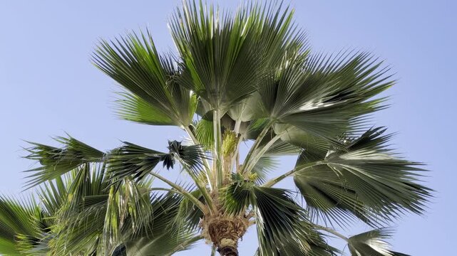Pritchardia pacifica, the Fiji fan palm, or piu, is a species of palm tree in the genus Pritchardia. City of Honolulu, Oahu island, Hawaii. 