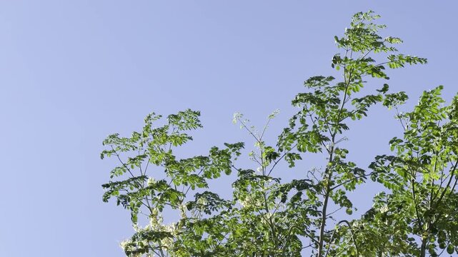 Moringa oleifera, family Moringaceae. moringa, drumstick tree. horseradish tree, ben tree, malunggay. Waikiki, Honolulu, Oahu, Hawaii.