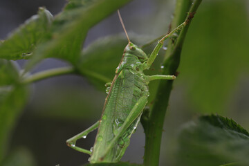 grande sauterelle verte © Jacky Jeannet