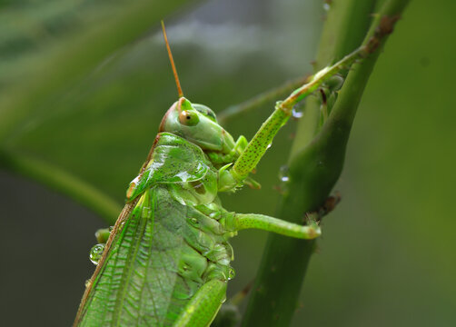 grande sauterelle verte