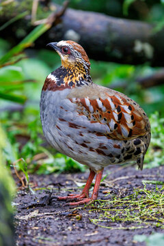 Collared or white necklaced partridge, Arborophila gingica, on forest floor. Endemic to Asia, the Himalayas to North Vietnam and near threatened in the wild.
