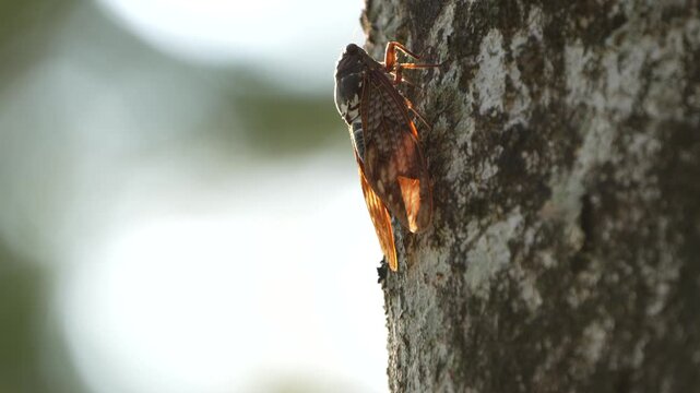large brown cicada in the japanese summer