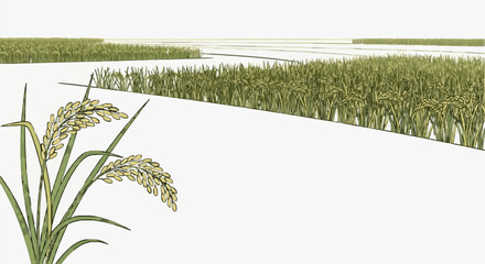 Rice Plant Fields in Early Morning Glow. © Noval
