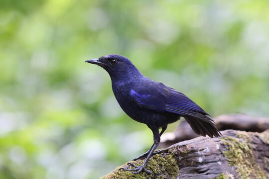 The Javan whistling thrush (Myophonus glaucinus) is a species of bird in the family Muscicapidae. It is found in Java and Bali. This photo was taken in Java island, Indonesia.