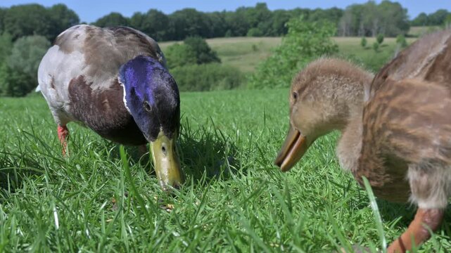 Mallard (Anas platyrynchos) drake (male) and duckling eating grass in closeup, Jackdaws in the background. July, Kent, UK [Half speed]