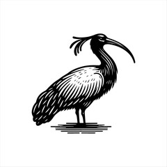 Obraz premium Black and white hand drawn illustration of a stylized ibis bird standing.