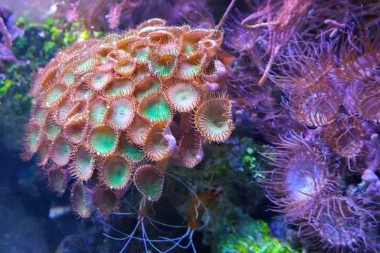 olony of zoanthid coral polyps with glowing green centers in a marine reef aquarium, surrounded by soft corals