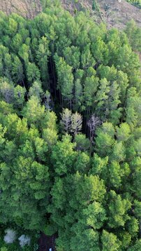 Aerial View of a Dense Forest Canopy