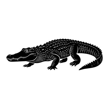 Black and white detailed alligator crawling on ground