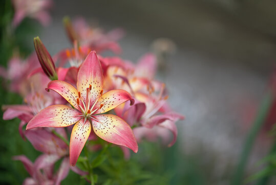 Pink lily on a beautiful blurred background outdoors, beautiful floral art background, copy space, greeting card