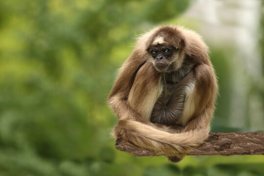 Goldstirnklammeraffe / White-bellied spider monkey / Ateles belzebuth