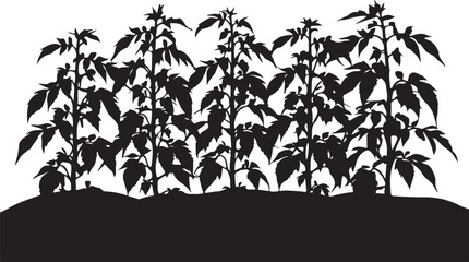Fototapeta premium Black silhouette of tomato plants growing on a mound leaves d