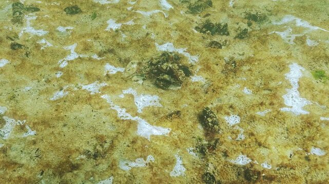 Sandy bottom covered with golden-brown slimy plaque and whitish patches that look like white marine mold. It is biofilm of microorganisms on sand consisting of blue-green algae, mycelium and bacteria