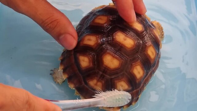 Owner cleaning a baby Sulcata tortoise shell with a toothbrush in a blue water tub.