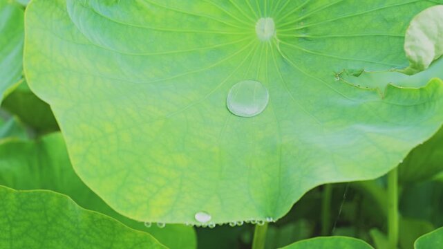 Rain-Wet Lotus Leaf with Water Droplet and Fresh Green Natural Background