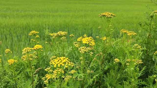 Yellow tansy flowers blooming in green grass field. Meadow with medicinal herbal plant in nature. Rural landscape with summer botanical growth for herbal remedy.