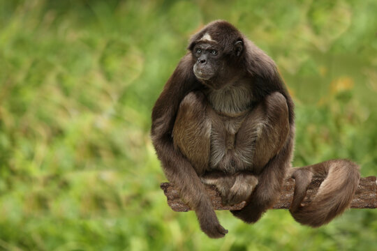 Goldstirnklammeraffe / White-bellied spider monkey / Ateles belzebuth