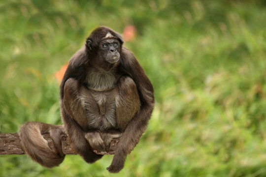 Goldstirnklammeraffe / White-bellied spider monkey / Ateles belzebuth
