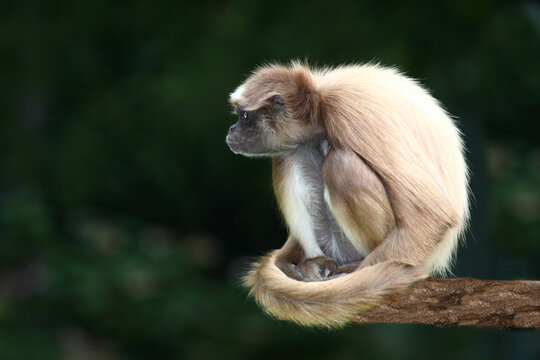 Goldstirnklammeraffe / White-bellied spider monkey / Ateles belzebuth
