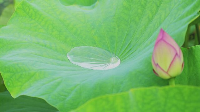 Rainwater on a Lotus Leaf with a Pink Lotus Bud