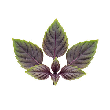 Three fresh purple basil sprigs with vibrant green crinkled leaves and delicate purple veins arranged on a white background, concept of natural botanical beauty