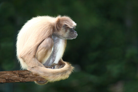 Goldstirnklammeraffe / White-bellied spider monkey / Ateles belzebuth