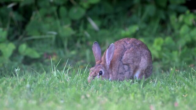European Rabbit (Oryctolagus cuniculus) eating Yarrow (Achillea millefolium) from a garden lawn. July, Kent, UK [Half speed]