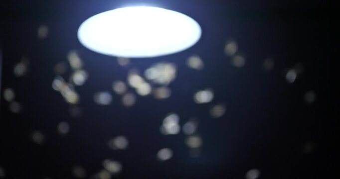 Blurred background of light bulbs and numerous insects flying around the house, nature-inspired home concept.
