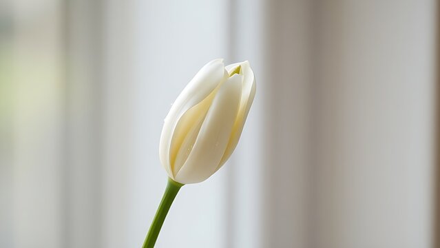 White lily bud with morning dew on petals against a soft blurred background.