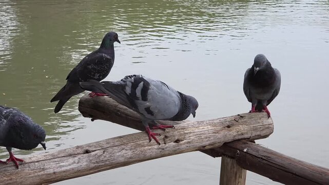 Group of Pigeons Perched on a Wooden Railing Overlooking Water