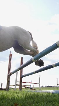 Horse jump over obstacle in slow motion