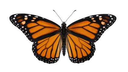 Isolated monarch butterfly with outstretched orange and black wings, detailed patterns and delicate antennae. © Saoirse