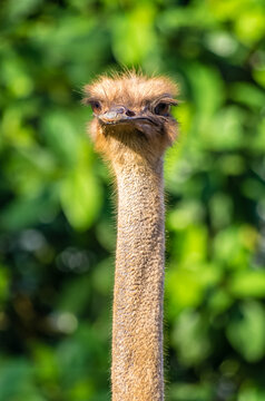 Close-Up Portrait of Ostrich Head and Long Neck Against Soft Green Bokeh Background