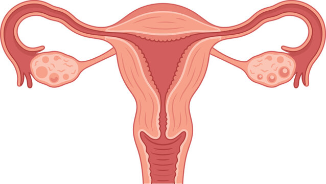 Female reproductive system anatomy vector cross section, showing uterus ovaries and fallopian tubes.