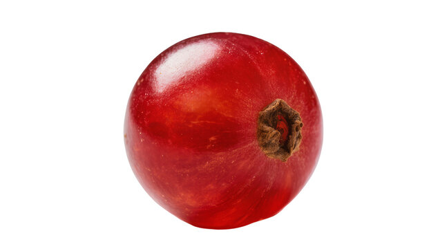 Isolated single fresh ripe red currant berry, juicy and vibrant, ready for healthy eating