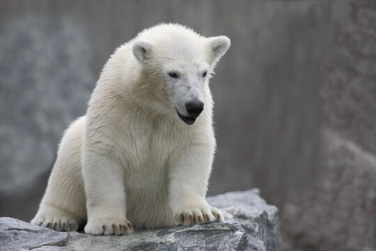 Eisb&auml;r / Polar bear / Ursus maritimus