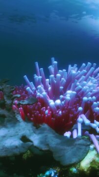 A vibrant coral reef is visible under clear water. Colorful coral structures are surrounded by marine life. Sunlight filters through the water above, creating patterns on the ocean floor.