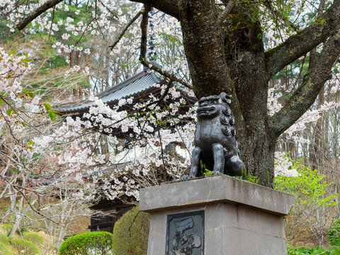 春と狛犬