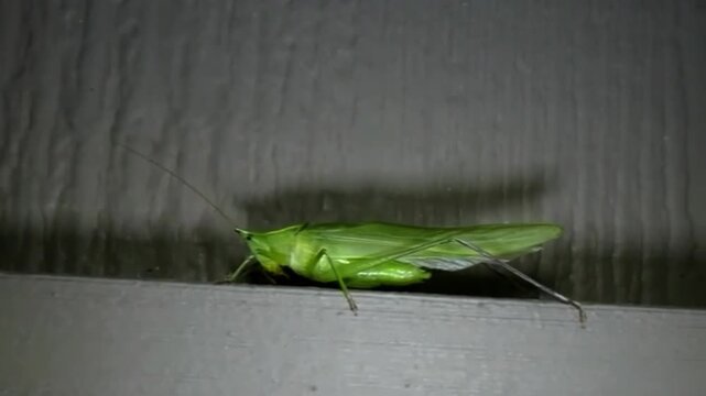 big green grasshopper