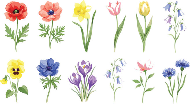 Watercolor spring flower collection featuring poppy anemone daffodil tulip bluebell pansy crocus and cornflower isolated on white background