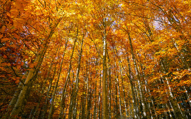 Obraz premium Symphonies of golden leaves dancing in the light autumn wind