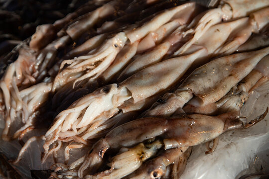 A variety of fresh octopus and squid at fish stalls in the Ballaro market in Palermo, Sicily, Italy.