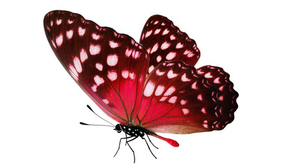 Isolated striking red and brown tropical butterfly with detailed spotted wings, elegant insect © Saoirse