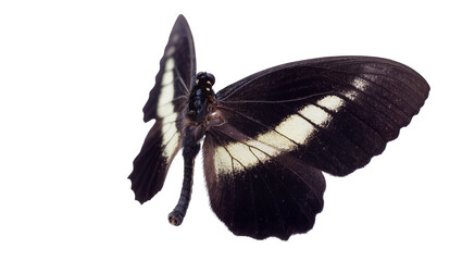 Isolated majestic dark butterfly with striking white patterns on detailed open wings close-up view © Saoirse