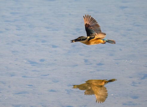 New Zealand Sacred Kingfisher flying with a crab in its bill. Bird reflection in water. Auckland.