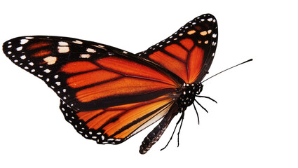 Isolated beautiful monarch butterfly in a dynamic pose, showcasing its vivid orange and black wings © Saoirse