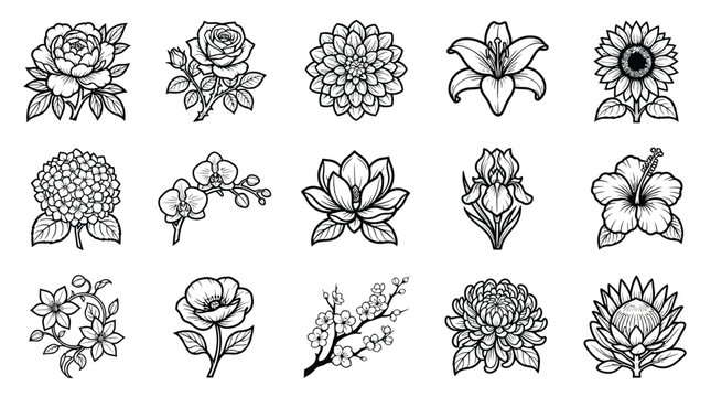 Collection of fifteen black and white line floral on white background, flower line black, and white