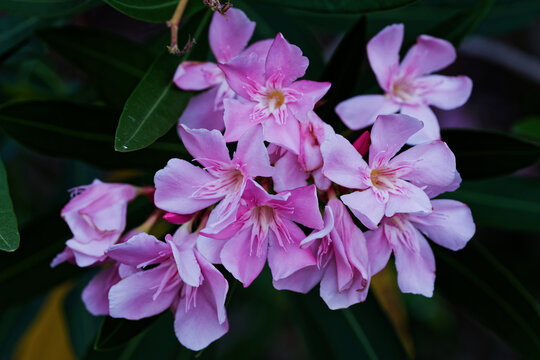 Laurier rose