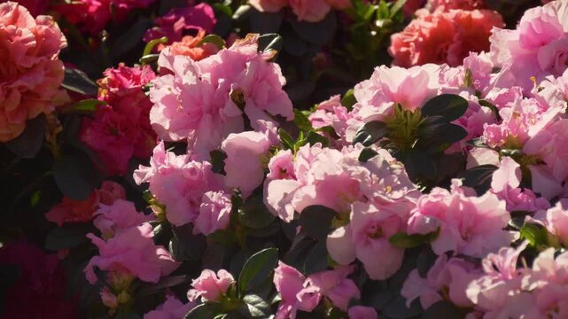 Outdoor flower stall with pink flowers in Nice France
