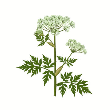 Botanical vector illustration of Giant Hogweed (Heracleum mantegazzianum) showing white umbel flowers, large serrated green leaves, and main stem isolated on a white background.